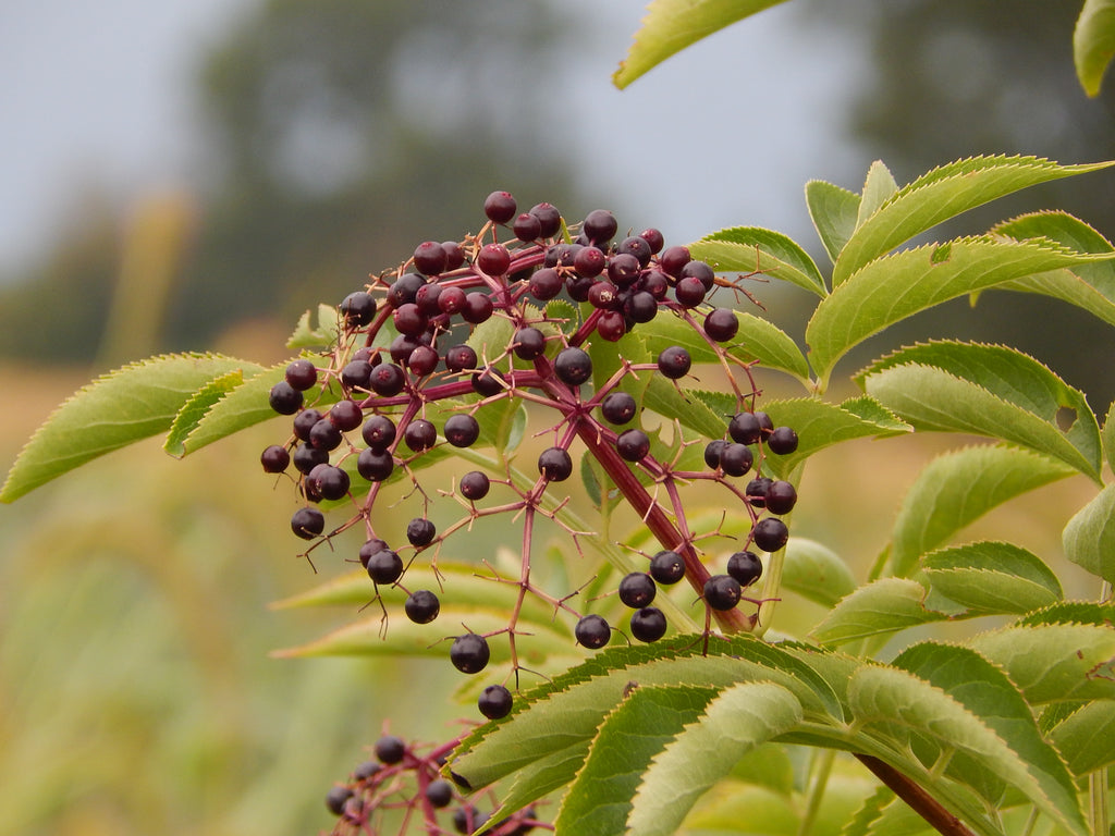 Elderberry Gummies: Health and Well-being for the Whole Family!